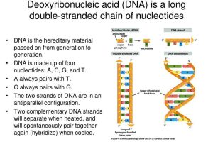 Dna and Genes Worksheet as Well as Dna Database Essaysnational Dna Database Essay Essay