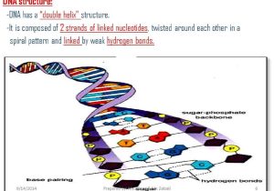 Dna and Genes Worksheet as Well as Dna Structure Nitrogen Bases Chapter 92 Online Presen