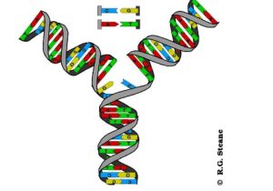 Dna and Genes Worksheet together with Genetik Test Ile Kilo Yonetimi Salk Kesi