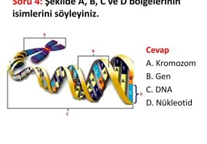 Dna and Genes Worksheet together with soru 1 1600 Nkleotitten Meydana Gelen Bir Dna Moleklnde