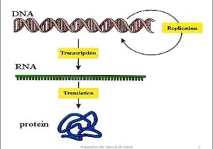 Dna and Genes Worksheet with Chapter 10 How Proteins are Made Section 1 From Genes to