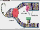 Dna and Genes Worksheet with Dna Replication Chapter 93