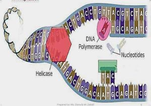 Dna and Genes Worksheet with Dna Replication Chapter 93