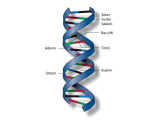 Dna and Genes Worksheet with Sanatsal Ei Ti M Dna Baz ifti Blse