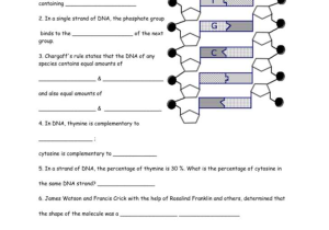 Dna and Replication Worksheet or Awesome Dna the Molecule Heredity Worksheet Luxury Dna