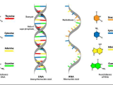 Dna and Rna Structure Worksheet Answer Key Along with Dna Vs Rna – 5 Key Differences and Parison