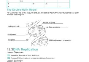 Dna and Rna Structure Worksheet Answer Key Along with Inspirational Dna Replication Worksheet Answers Unique Chapter12
