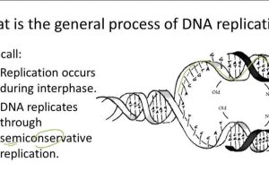 Dna and Rna Structure Worksheet Answer Key Along with Worksheet Dna Rna and Protein Synthesis Answer Key Best 712