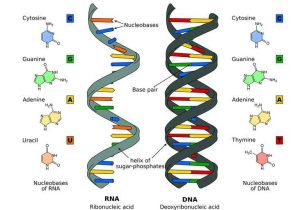 Dna and Rna Structure Worksheet Answer Key or the Differences Between Dna and Rna