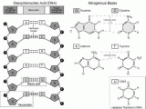 Dna Base Pairing Worksheet and the Structure Of Dna