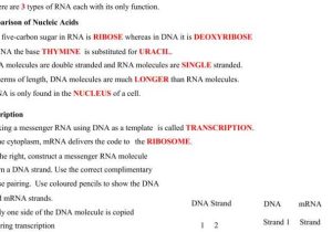Dna Base Pairing Worksheet Answer Key Along with 34 New Pics Dna the Molecule Heredity Worksheet