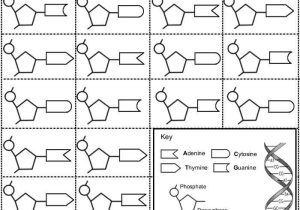 Dna Base Pairing Worksheet Answer Key and Lovely Dna Replication Worksheet Answers Unique Dna Replication