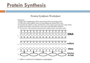 Dna Base Pairing Worksheet Answer Sheet Along with Worksheets 49 Unique Transcription and Translation Worksheet Answers