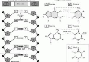 Dna Base Pairing Worksheet Answer Sheet with the Structure Of Dna