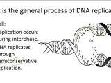 Dna Base Pairing Worksheet together with Dna Structure and Replication
