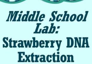 Dna Extraction Virtual Lab Worksheet or Dna for Kids Teaching Resources