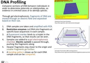 Dna Extraction Virtual Lab Worksheet together with topic 3 Genetics Monique Lowes Ib Blog