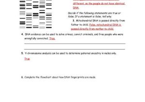 Dna Fingerprinting Worksheet Along with 15 1 3 Study Guide Ans