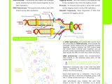 Dna Fingerprinting Worksheet Answer Key as Well as Dna Structure and Replication Worksheet Answers New 19 Best Dna