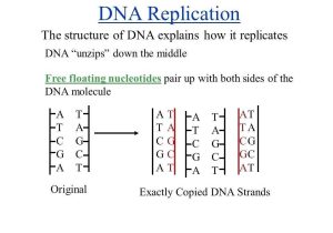 Dna Fingerprinting Worksheet or Lovely Dna Replication Worksheet Answers Beautiful Dna