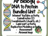 Dna Interactive Worksheet Answer Key Along with Ap Biology Dna to Protein Bundled Unit