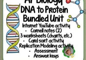 Dna Interactive Worksheet Answer Key Along with Ap Biology Dna to Protein Bundled Unit