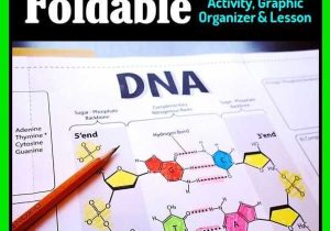 Dna Interactive Worksheet Answer Key with Dna Structure Foldable Big Foldable for Interactive Notebooks or