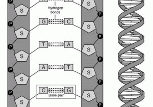 Dna Model Activity Worksheet Answers Along with the Structure Of Dna