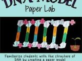 Dna Model Activity Worksheet Answers Also Dna Structure Lab Paper Model