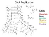 Dna Model Activity Worksheet Answers and Dna Replication Worksheet Worksheets for All