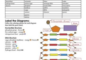Dna Model Activity Worksheet Answers with Worksheet Dna Rna and Protein Synthesis Answer Key Best 712