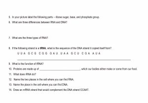 Dna Molecule and Replication Worksheet Answers Along with 25 Luxury Dna the Double Helix Coloring Worksheet Answers