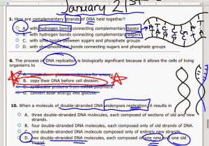 Dna Molecule and Replication Worksheet Answers or Ec Honors Biology January 2015
