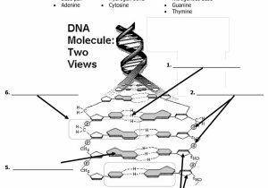 Dna Molecule and Replication Worksheet Answers with Dna Model Worksheet the Best Worksheets Image Collection