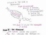 Dna Mutations Practice Worksheet and Awesome Dna Rna and Protein Synthesis Worksheet Answer Key – Sabaax