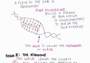 Dna Mutations Practice Worksheet and Awesome Dna Rna and Protein Synthesis Worksheet Answer Key – Sabaax