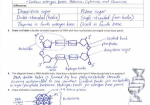 Dna Mutations Practice Worksheet Answers or 43 Dna Mutations Practice Worksheet Answers Fresh