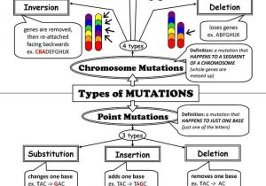 Dna Mutations Worksheet and 39 Best Genetics Images On Pinterest