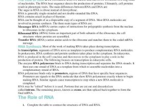 Dna Mutations Worksheet Answer Key or 13 3 Mutations Worksheet Answer Key Lovely Mutation Worksheet