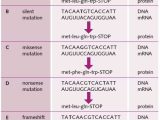 Dna Mutations Worksheet together with Types Of Mutations Google Search Study Aid