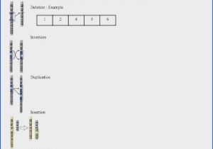 Dna Mutations Worksheet with Mutations Worksheet
