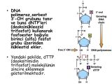 Dna Profiling Using Strs Worksheet Answers Also Dna Nkleoti Dleri Ynetici Molekller Ii Blse