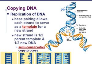 Dna Profiling Using Strs Worksheet Answers Also Dna Replication Hindi Youtube