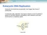 Dna Profiling Using Strs Worksheet Answers Also Lesson Overview 122 the Structure Of Dna Ppt