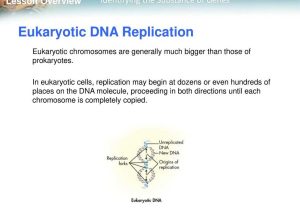 Dna Profiling Using Strs Worksheet Answers Also Lesson Overview 122 the Structure Of Dna Ppt