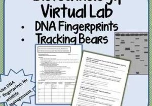 Dna Profiling Worksheet as Well as Dna Fingerprinting Worksheet forensic Science Fingerprint Activity