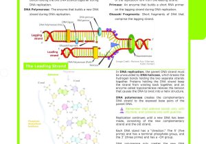 Dna Reading Comprehension Worksheet and Dna Structure and Replication Worksheet Answers Elegant Dna Rna