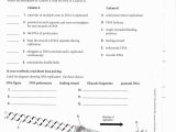 Dna Reading Comprehension Worksheet as Well as Dna Rna and Snorks Worksheet Answers Gallery Worksheet for Kids In