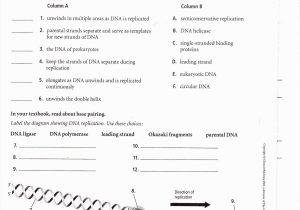 Dna Reading Comprehension Worksheet as Well as Dna Rna and Snorks Worksheet Answers Gallery Worksheet for Kids In