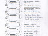Dna Reading Comprehension Worksheet together with Dna Model Worksheet the Best Worksheets Image Collection